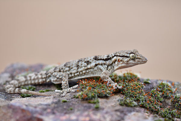 Mauergecko