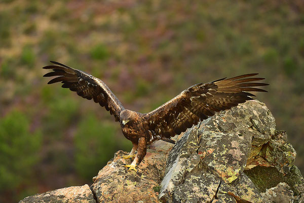 Steinadler