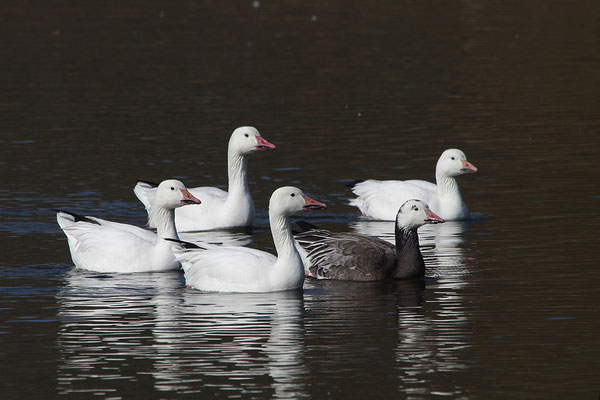 Schneegänse