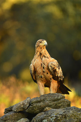 Kaiseradler Jungvogel