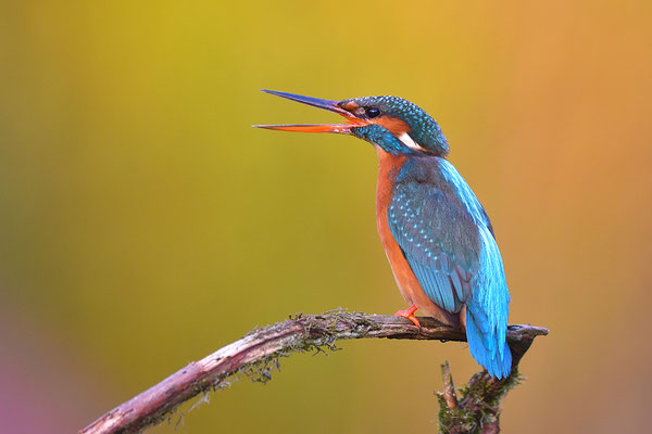 Eisvogel Weibchen