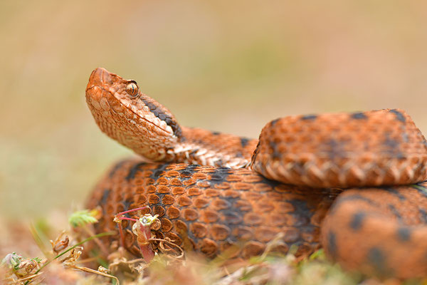Aspisviper