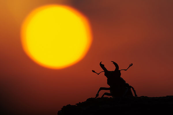 Hirschkäfer Männchen vor dem Sonnenuntergang