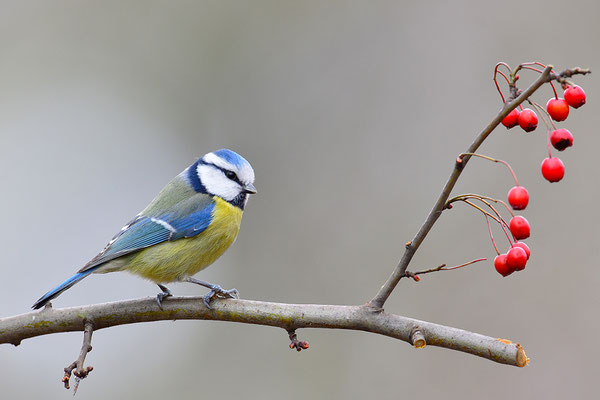 Blaumeise