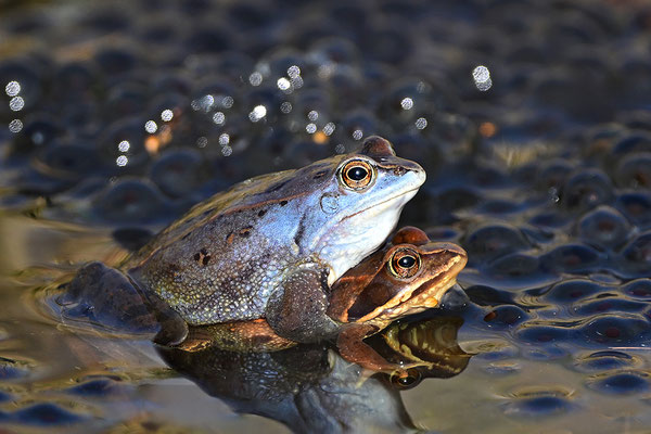 Moorfrosch Paar