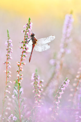 Blutrote Heidelibelle