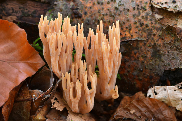 Korallenpilz