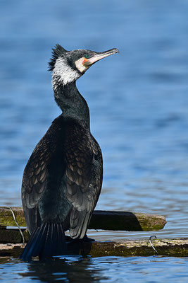 Kormoran