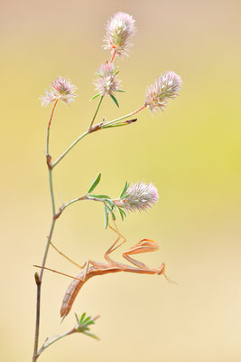 Gottesanbeterin subadult