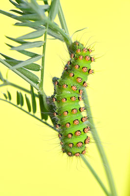 Kleines Nachtpfauenauge Raupe