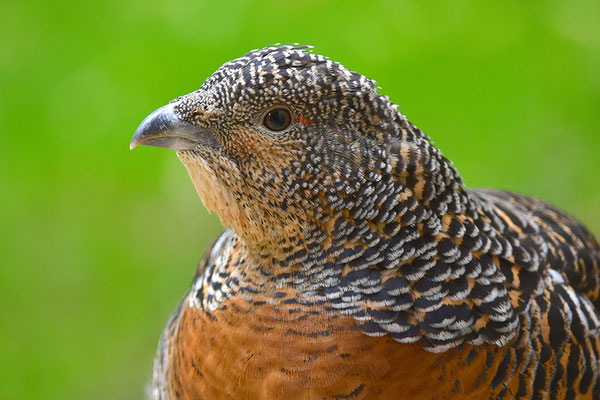 Auerhuhn Kopfportrait