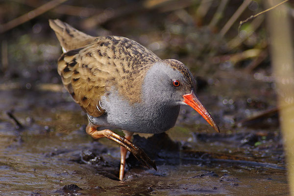 Wasserralle