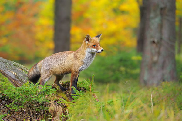 Fuchs