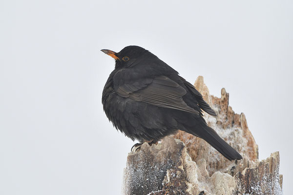 Amsel Männchen