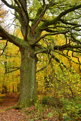 Urwald Sababurg