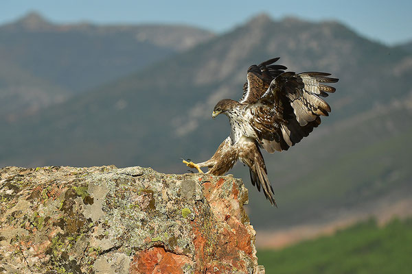 Habichtsadler