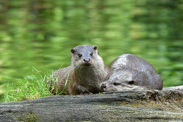 Fischotter im Otterpark Hankensbüttel