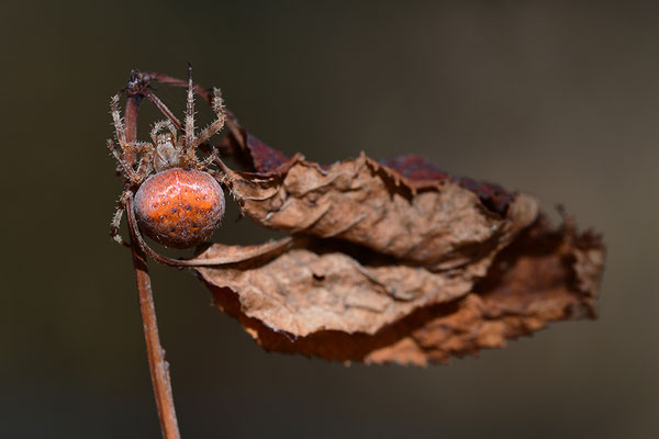 Erdbeerkreuzspinne
