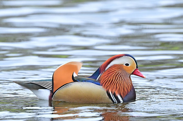 Mandarinente