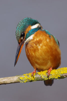 Eisvogel