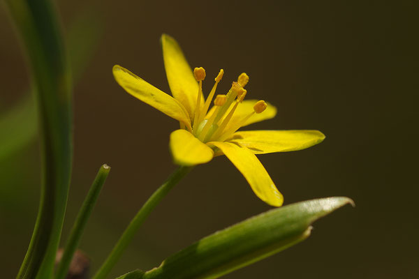 Waldgoldstern
