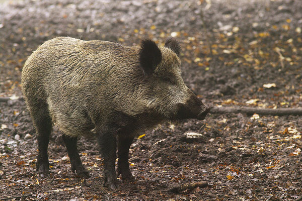Wildschwein