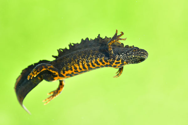 Kammmolch Männchen