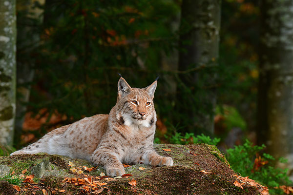 Luchs Nationalpark Bayrischer Wald Tierfreigelände Neuschönau