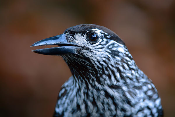 Tannenhäher Kopfportrait