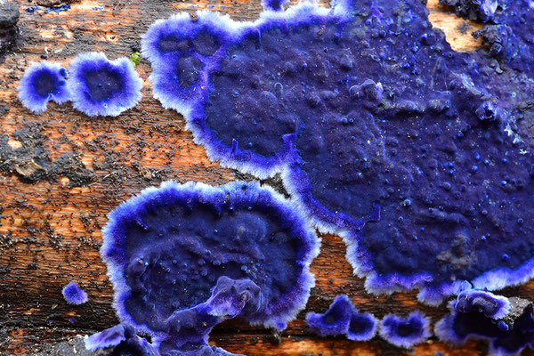 Blauer Rindenpilz
