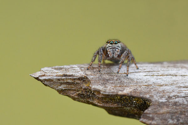 Springspinne