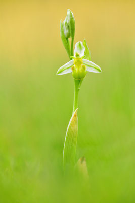 Gelbe Bienenragwurz flavescens