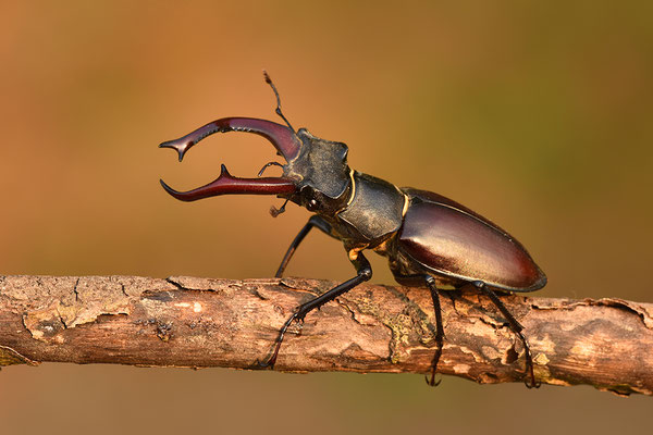 Hirschkäfer Männchen