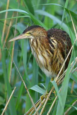 Zwergdommel Jungvogel