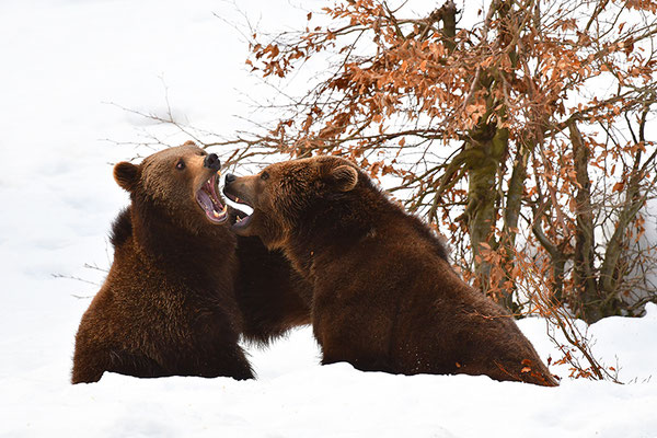 Braunbären kämpfend, Nationalpark Bayrischer Wald Tierfreigelände Neuschönau