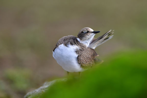 Flussregenpfeifer Jungvogel