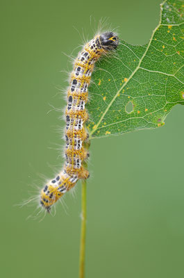 Mondvogel Raupe