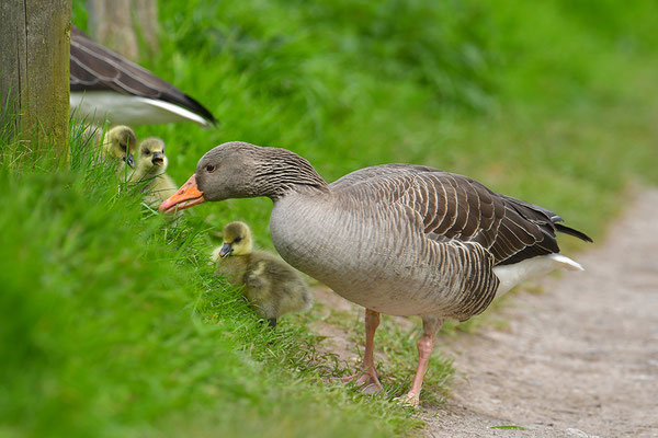 Graugans mit Küken