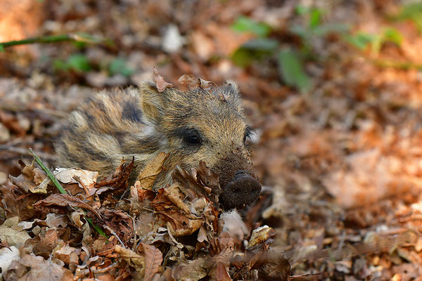 Wildschwein Frischling