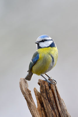 Blaumeise