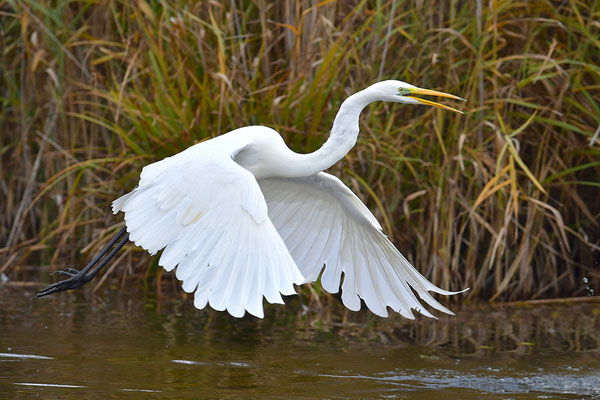 Silberreiher im Flug