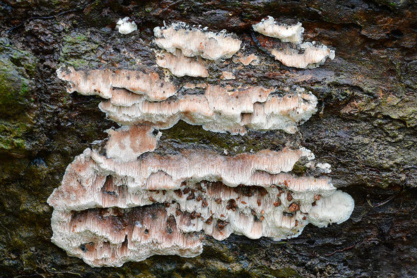 Rindenpilz