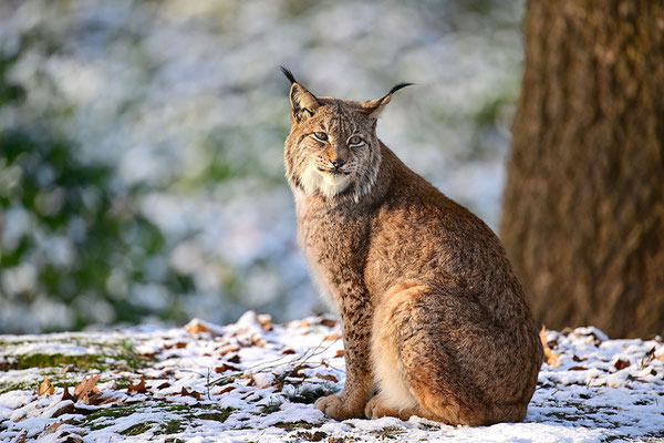 Luchs im Schnee