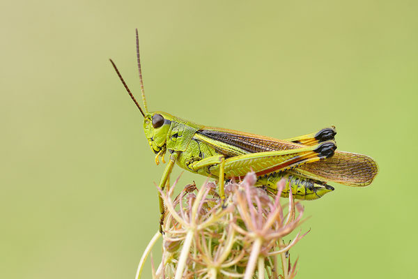 Sumpfschrecke Männchen