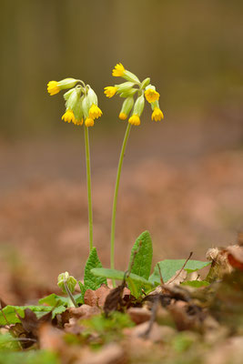 Waldschlüsselblume