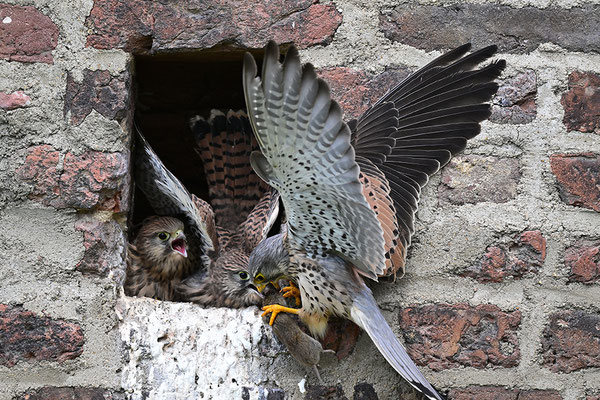 Turmfalke Jungvögel mit Männchen