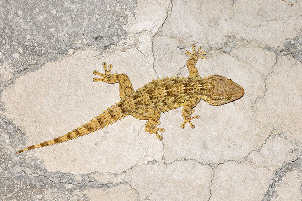 Mauergecko