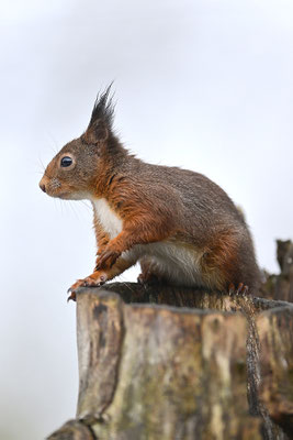 Eichhörnchen