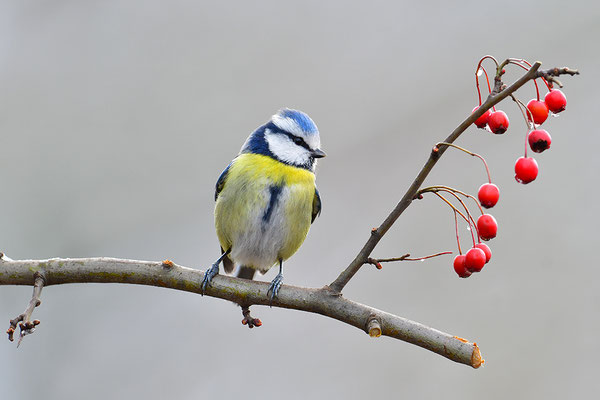 Blaumeise