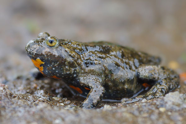 Rotbauchunke
